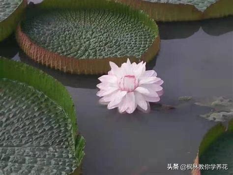 蓮花種植水深|蓮花的種植